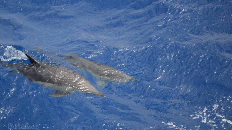 Onde e como ver baleias e golfinhos nos Açores em Portugal