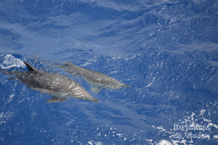 Um dos melhores passeios dos Açores é o avistamento de baleias e golfinhos